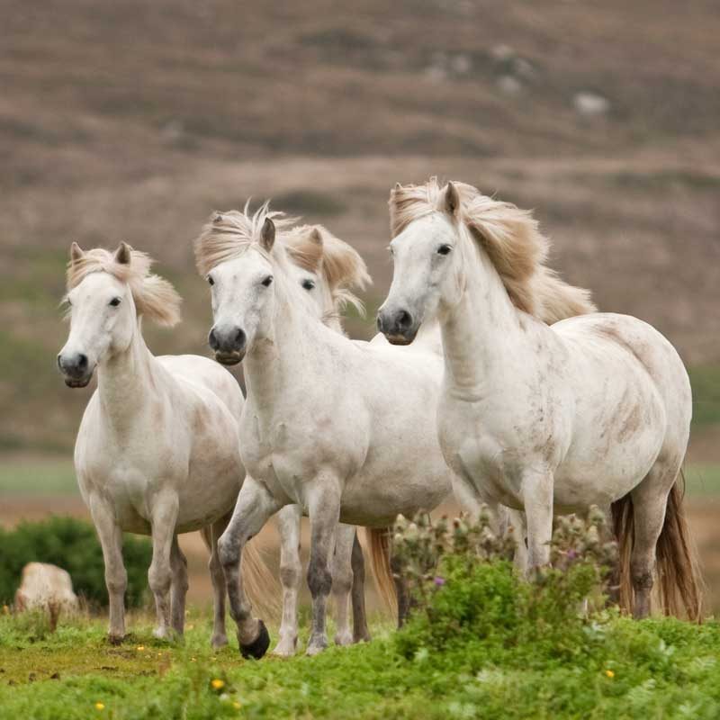 Isle of Coll, Eriskay Ponies