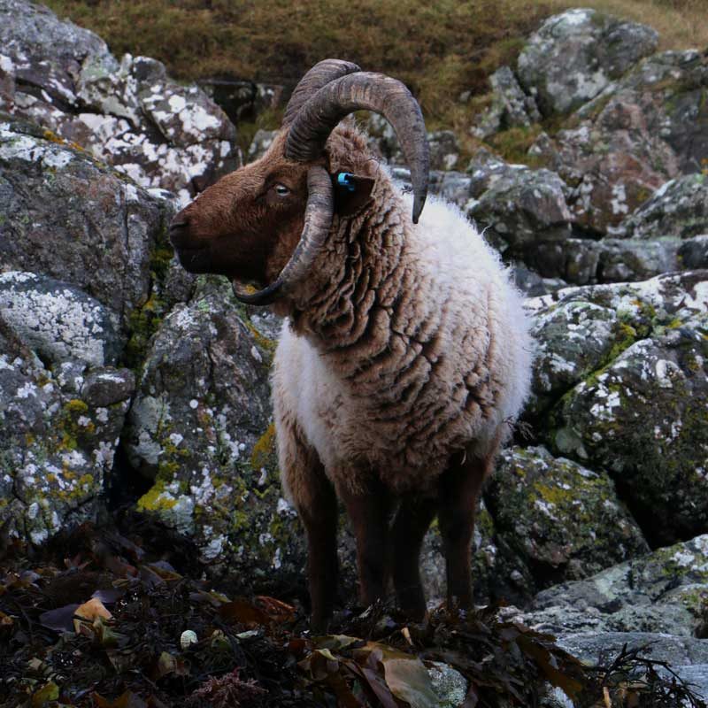 Manx Loaghtan Sheep