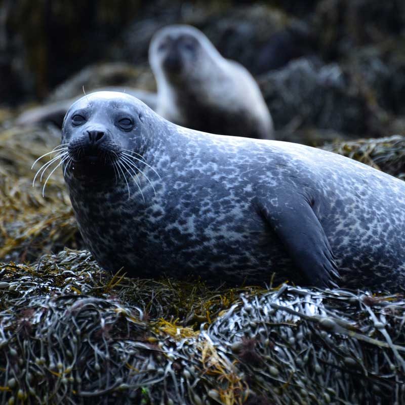 Seals, Isle of Coll